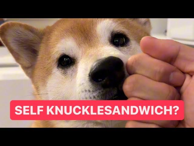 Teaching my Shiba to Knucklesandwich Himself