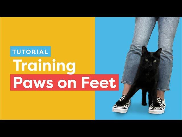 Teach Your Cat The Paws On Feet Trick