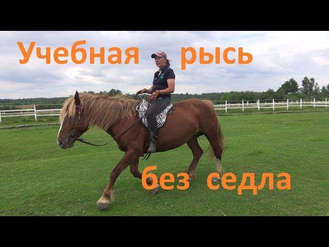 Учебная рысь без седла и снова про копчик.