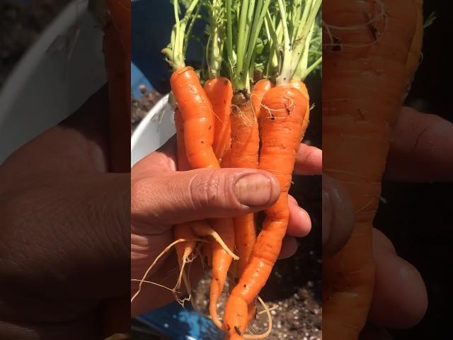 Developing my own locally adapted, open pollinated carrot variety #homestead #vegetables #gardening