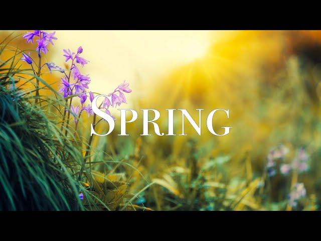 SPRING VIDEO | Free Stock Footage | Free HD Video - no copyright
