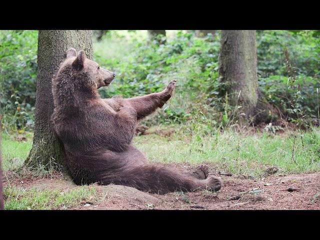 Eurasian brown bear (Ursus arctos arctos) scratching, Germany