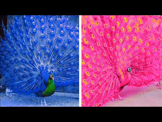 Peacock In The Wind, Beautiful, Colourful, Natural Peacocks Video #74 , Beauty of peacocks #nature