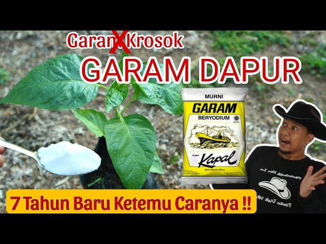 Murah dan Gampang di Dapat.! Garam Dapur untuk Pupuk Alternatif Luar Biasa