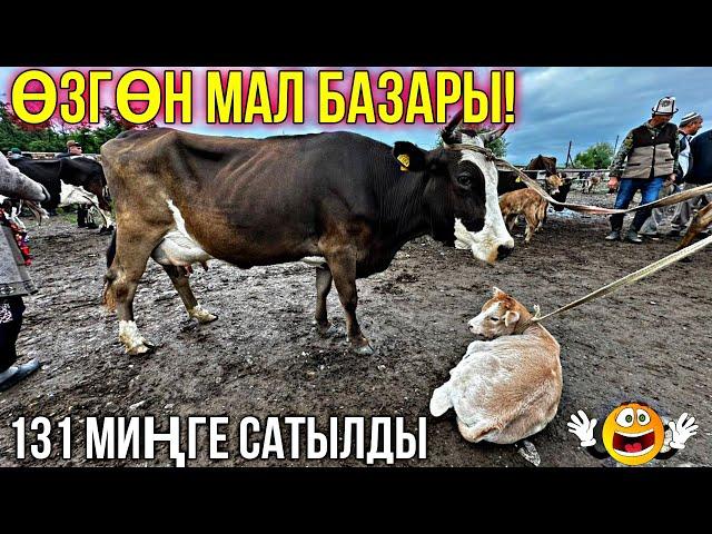 СААН УЙЛАР КУНАЖЫН УРГААЧЫ ТОРПОК БААЛАРЫ  #байтв