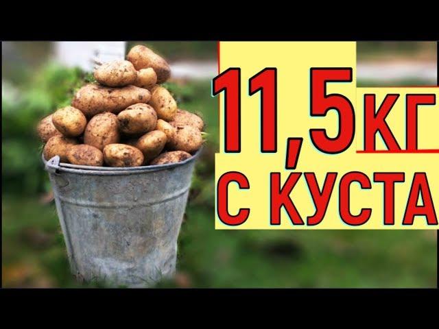 УРОЖАЙ КАРТОФЕЛЯ   ВЕДРО С КУСТА  ВЫРАЩИВАНИЕ КАРТОШКИ В ЯЩИКЕ