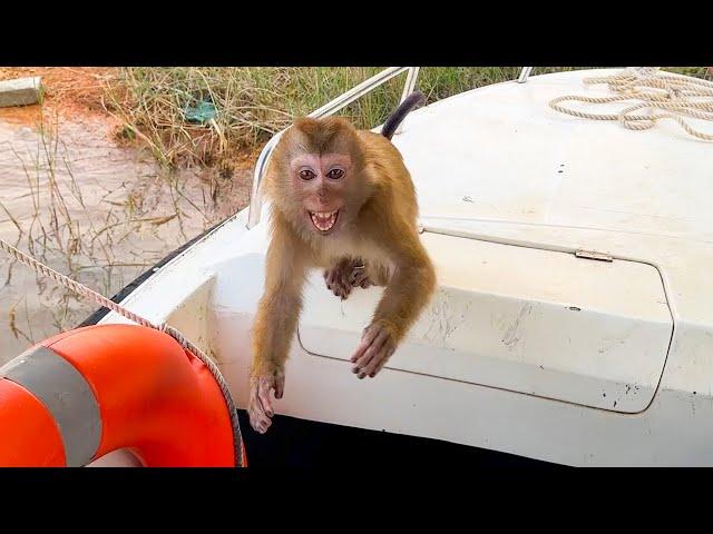 Monkey Kaka jumped on the train and wanted to go home with dad