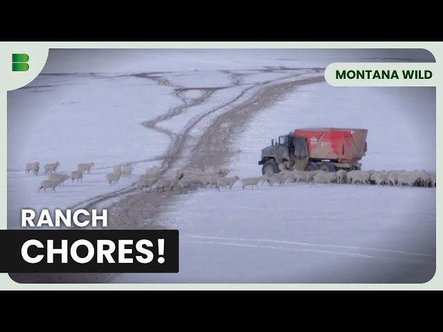 Life on a Montana Cattle Ranch - Montana Wild - Documentary