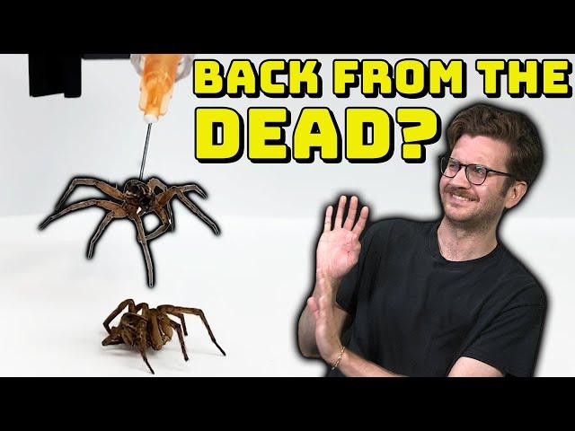 What is a Necrobotic Spider?