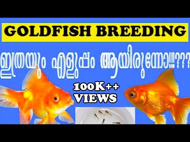 #How to breeding GOLDFISH natural way?? malayalam