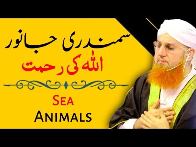 Samundari Janwar || Sea Animals || Abdul Habib Attari || MashaAllah Studio