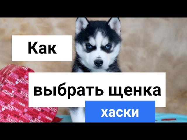 Как выбрать щенка хаски / How to choose a husky puppy ?