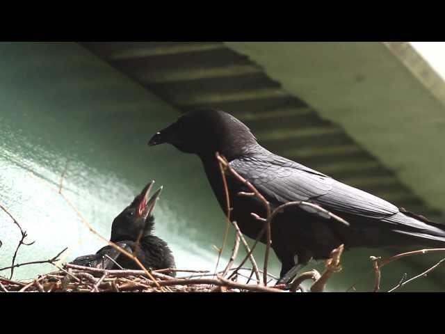 Crow's Nest - Promo