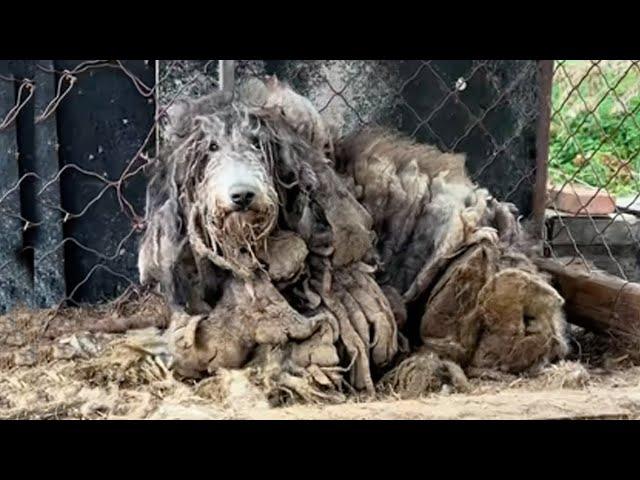 His fur weighed up to 5kg, he lay in an iron cage in tears of despair with many injuries on his body