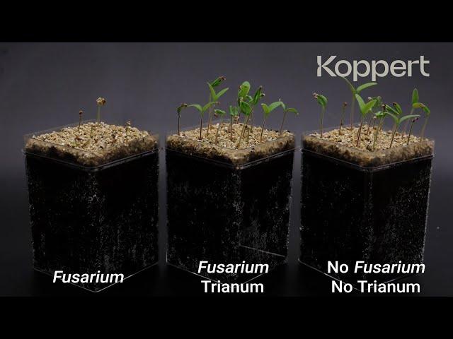 Trichoderma harzianum T22 combats Fusarium oxysporum in tomato