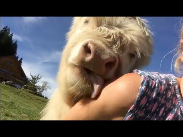 COWS acting like PUPPIES