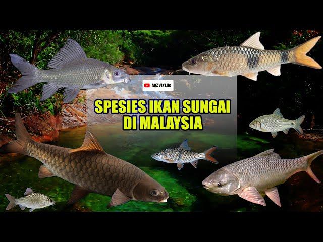 Spesies Ikan Sungai Di Malaysia