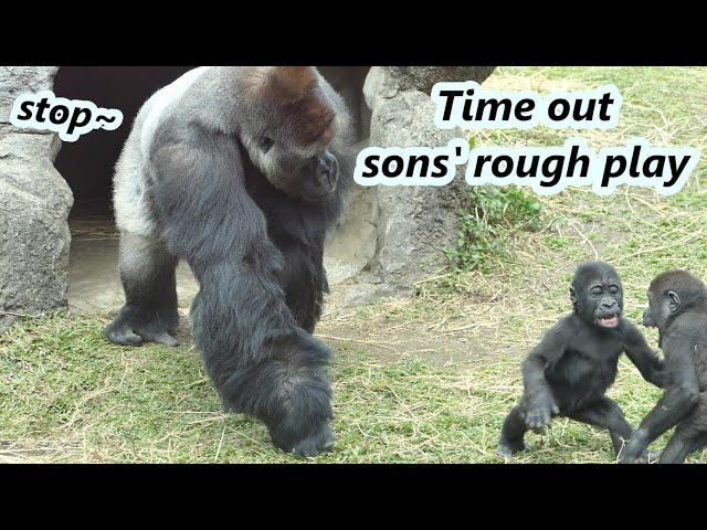 Part 1 : Gorilla dad often needs to stop two sons' rough play recently /大猩猩爸爸迪亞哥最近常要阻止兒子們的激烈玩耍