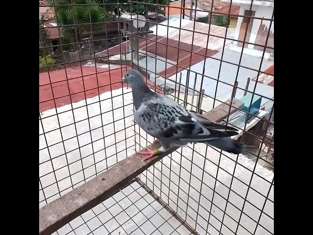 #birdsounds #racingpigeons #pigeonhobby #bird #pigeon #kuyapaullofttv #kalapatiracing #kalapati