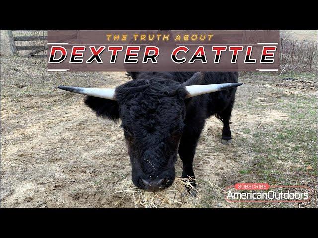 The Truth about Dexter Cattle