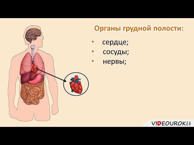 06  Общий обзор организма человека