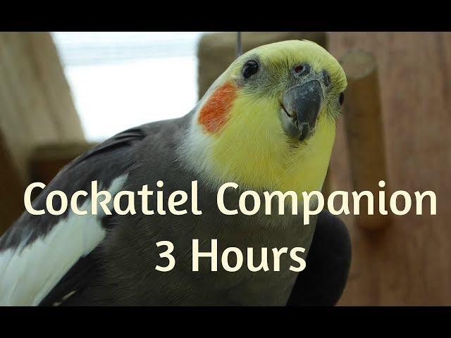 Cockatiel Companion 3 HOURS OF COCKATIELS!!!