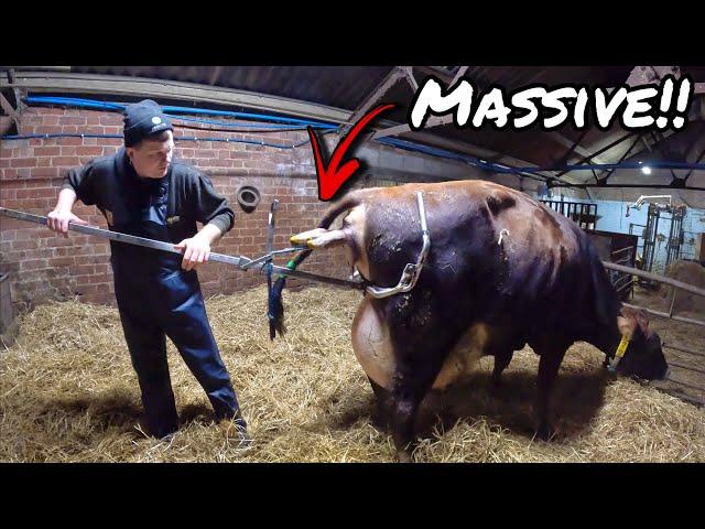 HOW TO PULL OUT A MONSTER A CALF!!!