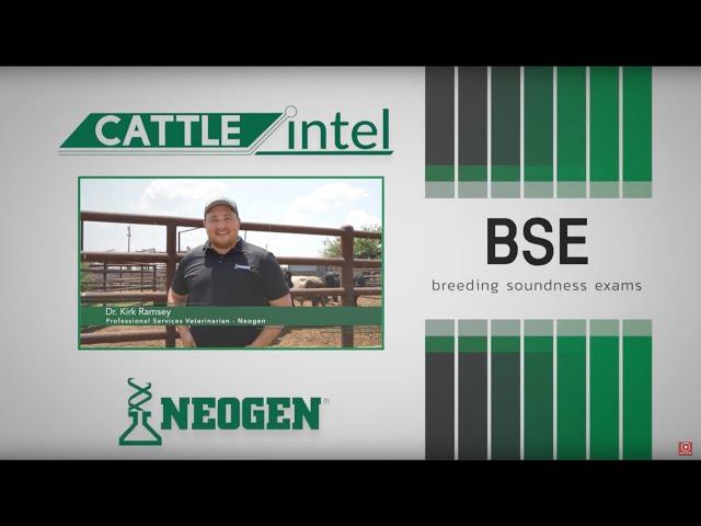 Cattle Intel BSE