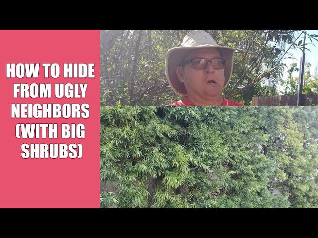 How to Hide from Ugly Neighbors with Big Shrubs