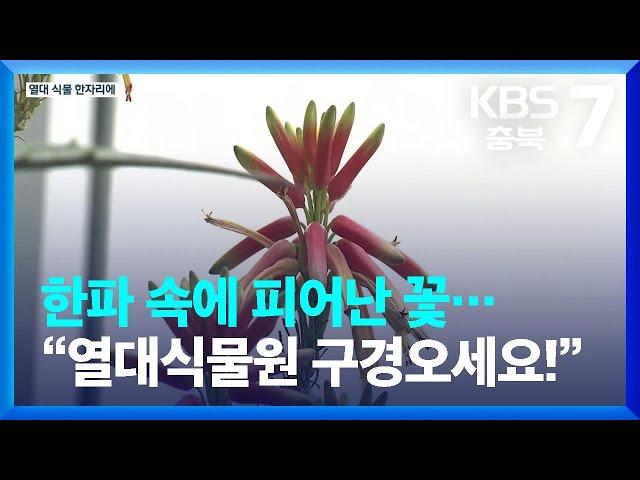 한파 속에 피어난 꽃…“열대식물원 구경오세요!” / KBS  2023.01.26.