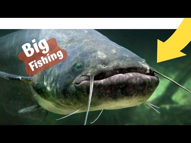 Big fishing/catsfishing hunting with fake bait/ Yayın balığı avı #shorts #fishing