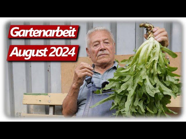 Gartenarbeit August | Fetter Salat, Opa im Zwetschgen Hagel, Schnecken im Hochbeet