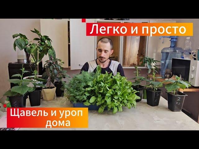 щавель и укроп дома ,это легко и просто.  Весь процесс в 1 видео .