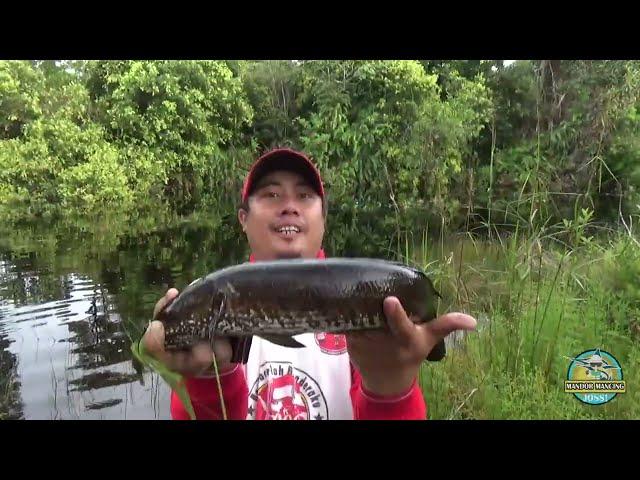 Sambarannya Bikin Merinding ‼️ Casting ikan gabus di air hitam // Mandor Mancing