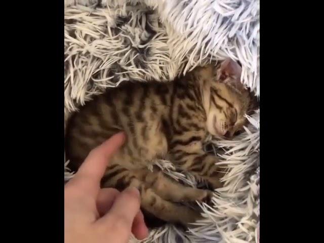 Sleepy kitten wakes up from a nap