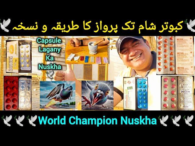 Kabootar ki Sham tak parwaz ka nuskha | World Champion Nuskha | pigeon flying