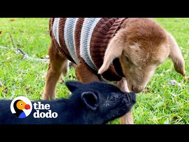 Orphaned Lamb And Piglet Become Instant Friends | The Dodo Odd Couples
