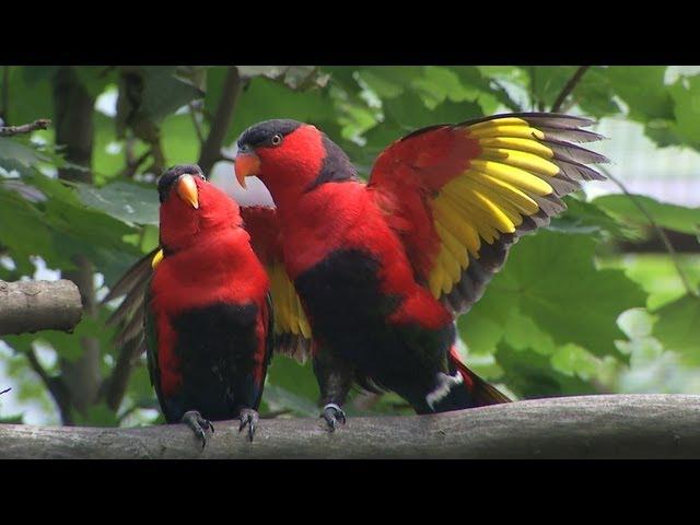 Poznáváme Zoo Ostrava - voliéra Papua