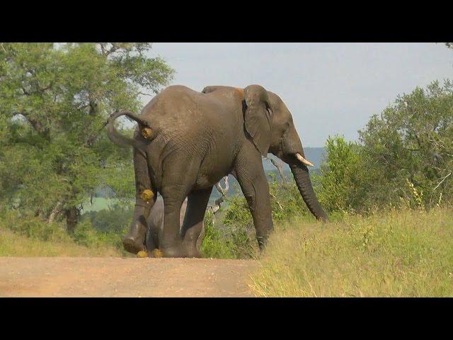 SOUTH AFRICA elephant's relief (pipi and caca), Kruger nat. park (hd-video)