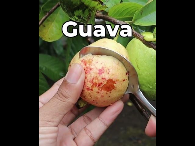 Guava  #fruit #grafting #gardening