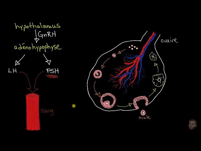 Le cycle ovarien et le cycle menstruel