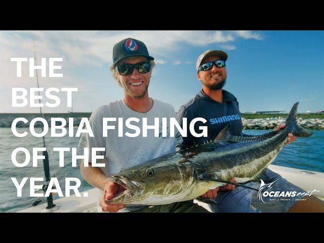 This is a MONSTER COBIA! (Sight casting & chumming in Virginia)