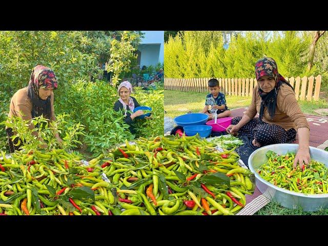 TEPSİ TEPSİ LEZZETLİ YEMEKLER İÇİN BİBER HASADI | KÖYDE KIŞLIK TURŞU YAPIMI KÖY İŞLERİ