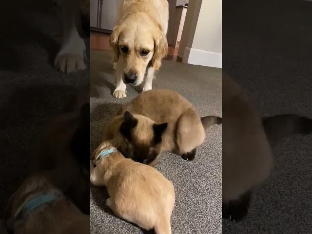 Cat comforts crying puppy while mom takes a break