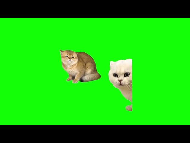 Green Screen Cat Fight Meme