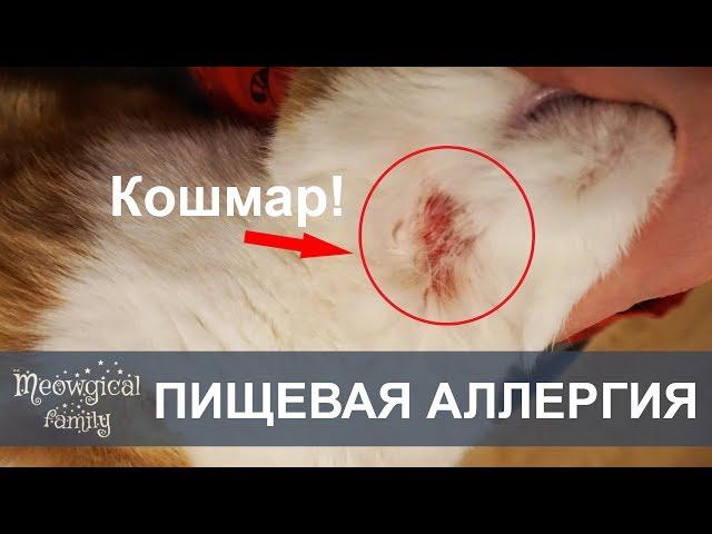 RU: FOOD ALLERGIES in cats - itching eruption