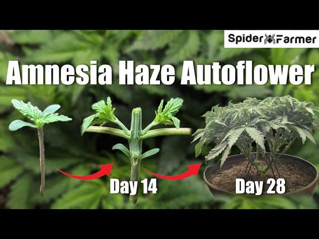 How I Grow E13- Topping - Training Autoflowers - Amnesia Haze Auto Fastbuds -Spiderfarmer SF4000