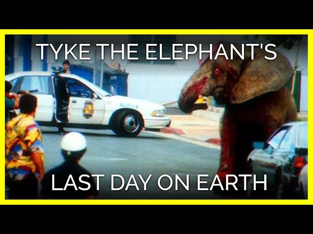 Tyke the Elephant's Last Day on Earth