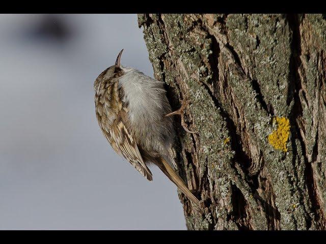 Пищуха – маленькая шустрая птичка, Common treecreeper