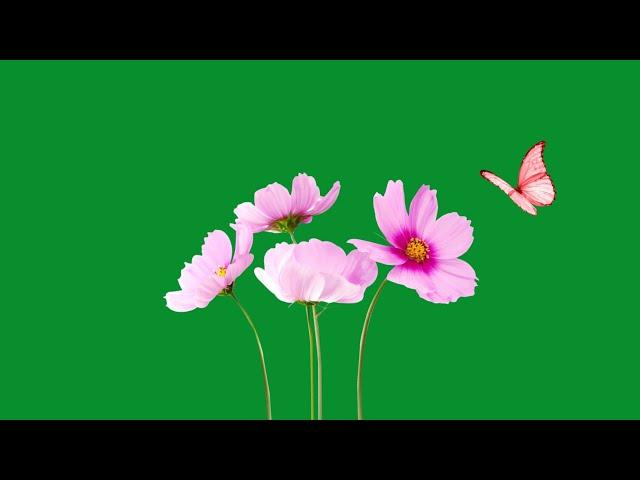 flower green screen effect | flower green screen animation | green screen flower